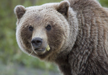 Afbeelding in Gallery-weergave laden, Yukon & Alaska Magazine