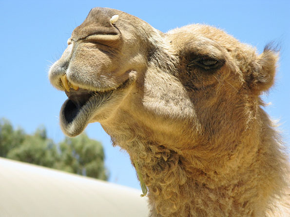 Cameltrekking in Australië