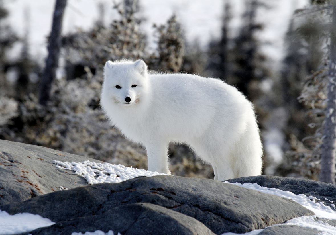 Wild spotten in Manitoba