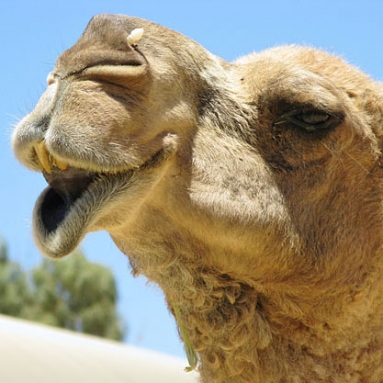 Cameltrekking in Australië