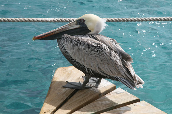 Wildlife op Curacao