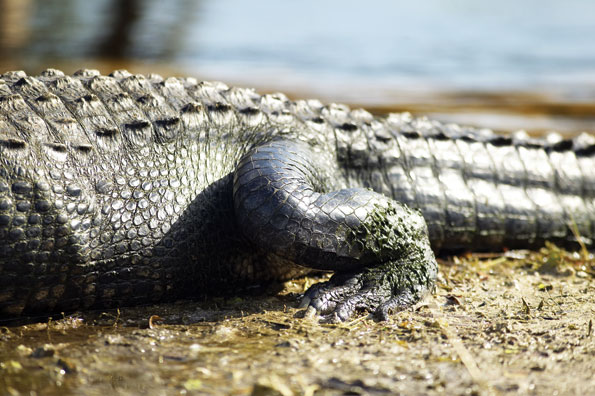Een krokodil in de Everglades in Florida