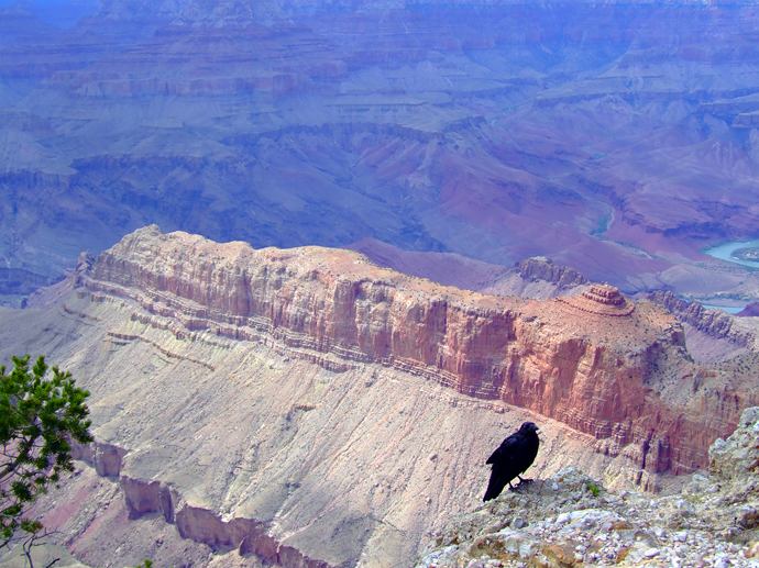 Niet alleen toeristen genieten van het uitzicht in de Grand Canyon