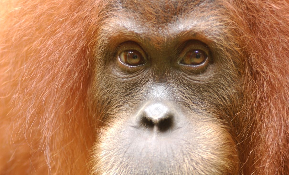 Indonesië
