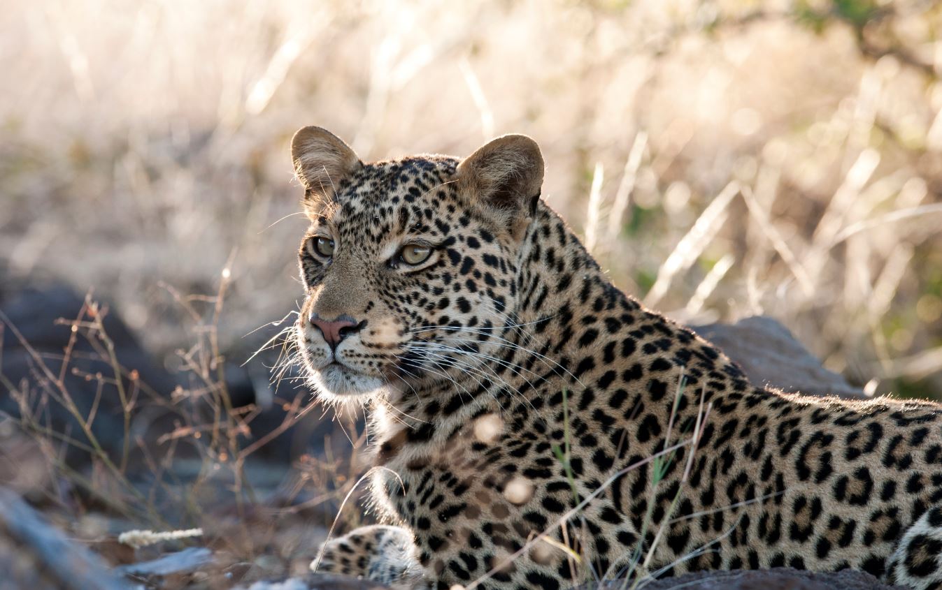 Mashatu National Park