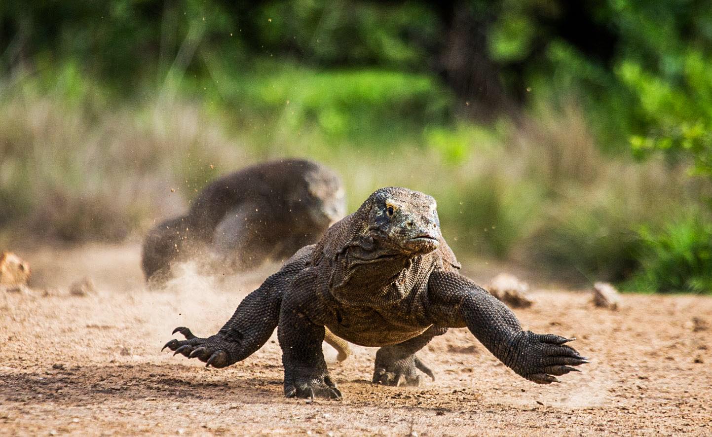 Komodo